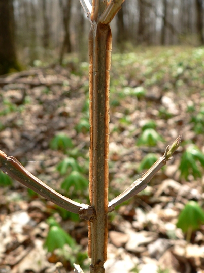 {Fraxinus quadrangulata}